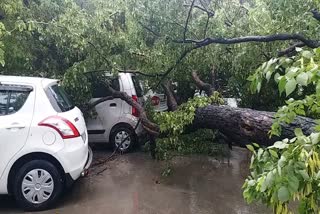 Trees fell in Ghaziabad district headquarters after rain