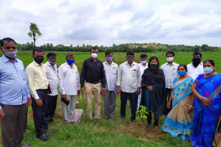 విత్తనోత్పత్తి పంటలను పరిశీలించిన శిక్షణ సహాయ కలెక్టర్