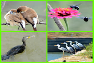 beautiful nature and birds in kurnool district clicked on world photography day