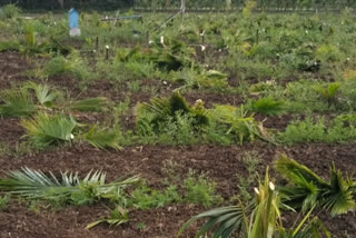 600 Areca nut, destroyed to More then 600 Areca nut, 600 Areca nut destroyed, 600 Areca nut destroyed in Tumkur, 600 Areca nut destroyed news, 600 ಅಡಿಕೆ ಮರಗಳು ನಾಶ, ತುಮಕೂರಿನಲ್ಲಿ 600 ಅಡಿಕೆ ಮರಗಳು ನಾಶ, 600 ಅಡಿಕೆ ಮರಗಳು ನಾಶ ಸುದ್ದಿ, ತುಮಕೂರು ಅಡಿಕೆ ಮರ ನಾಶ ಸುದ್ದಿ,