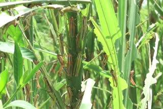 Invasion of locusts in agriculture - Farmers in fear