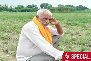 Cabbage crop in 10 acres of land destroyed due to rain in Nilwal village of Delhi