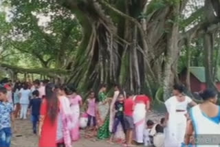 Asia's second largest tree