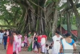 asias-second-largest-tree-struggles-to-survive-due-to-riverbank-erosion