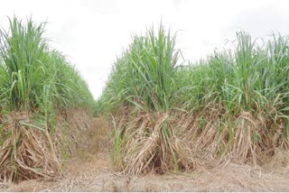 sugarcane