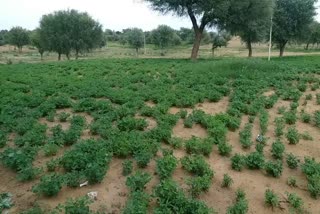 Prime Minister Crop Insurance Scheme,  Crop Insurance in Jhunjhunu,  Agriculture Department