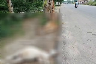 two cows died in road accident at chhatarpur