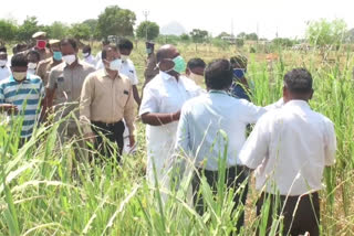 Farmers should not be afraid of locusts - Minister RP Udayakumar!