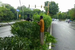 Pruning of road dividers plants done after unlock in Dwarka