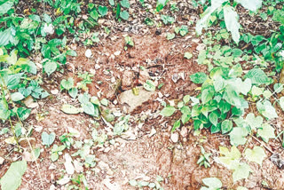 Grandmother and daughter dead body found in Chaibasa