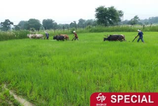 Paddy cultivation through Biasi method beneficial