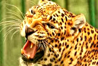 Leopard