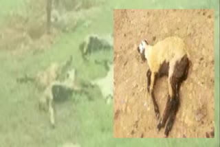 sheeps died in tippireddy palle nellore district