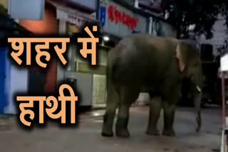 wild elephants roaming city