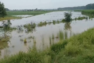 Farmers crop destroy due to heavy rains in sonipat