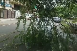 tree branch fell on road in Multan Nagar delhi