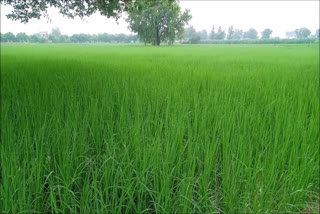 rainy weather will help to farmers in palwal