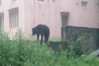 bears were seen in residential areas,  bears were seen in sirohi,  bear in sirohi