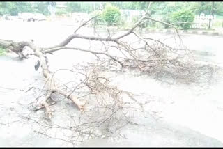 tree fell on the road in Dwarka Sector 9, Delhi