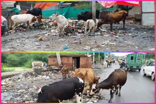 cows gathering due to garbage in burari