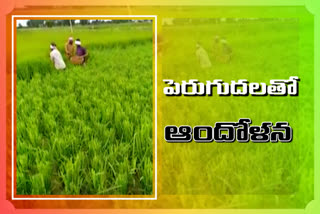 Fine rice growth is abnormal in nizamabad district