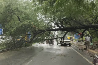 Tree fell on Baba Ganinath Road in front of JNU Gate