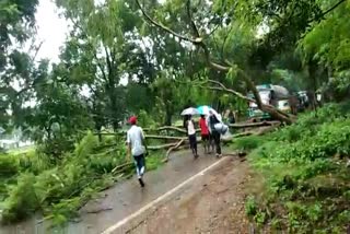 trees-fell-on-road-due-to-rain-in-bedo-at-ranchi