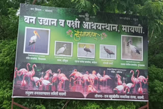 satara Mayani area will soon be reserved for birds