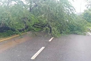 Chhatarpur main road closed due to falling of trees