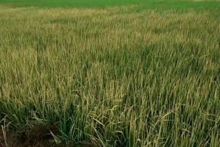 Mischievous elements destroyed the farmer's crop with poisonous spray