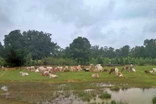 Smuggling of cattle in lailunga raigarh