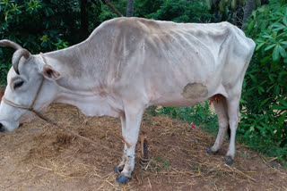 no grass for cattle due to flood at  east godavari