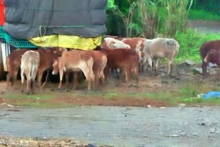 Illegal cattle business continues to ignore court directives in karimganj assam etv bharat news