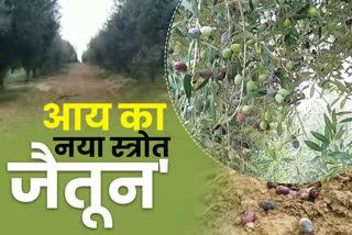 income source of farmers, Olive trees, farmers in nagaur, Olive fruit in nagaur, nagaur news, जैतून के फल, नागौर में जैतून, जैतून बना किसान की आय का स्त्रोत, नागौर न्यूज, जैतून न्यूज