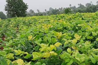 Yellow mosaic ruined farmers' crops