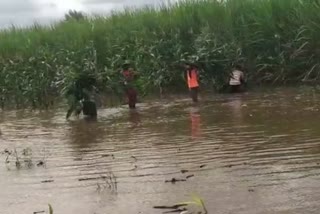 Malaprabha, Ghataprabha river bank families are suffering from flood