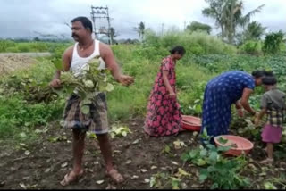 Heavy rains damage farmers' crops Dharwad