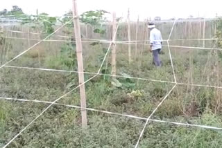 crop destroy due to rain in delhi