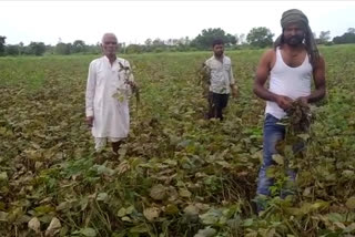 Green moong crop destroyed in bidar