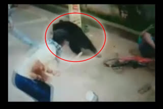 Panic grips as bear strays into Bhawanipatna town