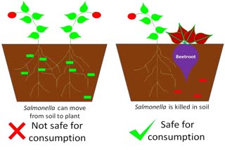 beetroot-act-as-bio-control-in-farming