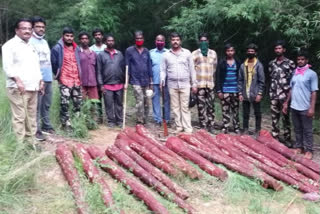 red sandle seized by forest officers in talakona forest area in chittore district