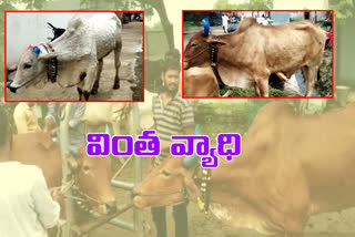 An infectious disease that haunts cattle during the rainy season at niraml