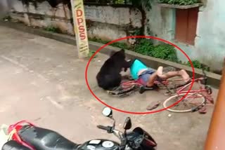 A wild bear attacks a person in Bhawanipatna town