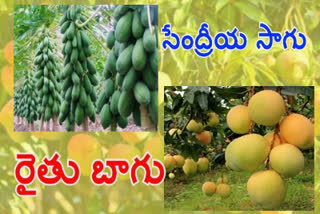 organic agriculture in kadapa district