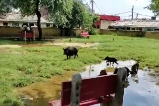 People disturbed by dirt and stray animals in the park