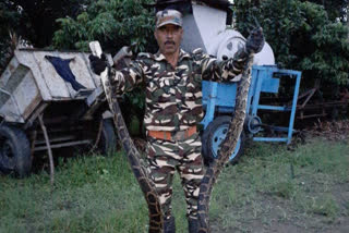 Two pythons found in Haldwani