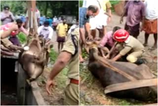 fireforce news  cow rescue news  ഫയര്‍ ഫോഴ്‌സ് വാര്‍ത്ത  പശുവിനെ രക്ഷിച്ചു വാര്‍ത്ത