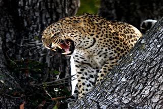 leopard killed a child at maligaon