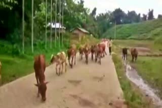 Cow smagller arrest at Karimganj